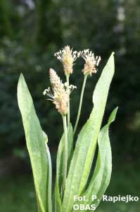 Babka lancetowata (Plantago lanceolata)