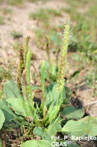 Babka średnia (Plantago media)