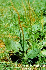 Babka zwyczajna „szerokolistna” (Plantago major)