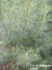 Bylica boże drzewko (Artemisia abrotanum), sierpień