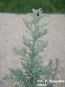 Bylica pontyjska (Artemisia pontica), sierpień