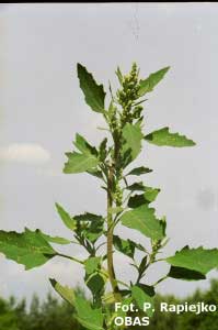Komosa biała (Chenopodium album)