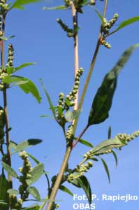 Komosa biała (Chenopodium album)