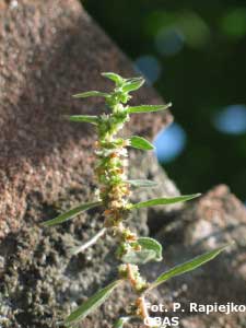 parietaria04