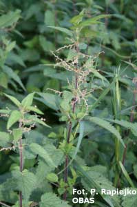 Pokrzywa zwyczajna (Urtica dioica)