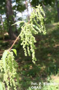 Pokrzywa zwyczajna (Urtica dioica)