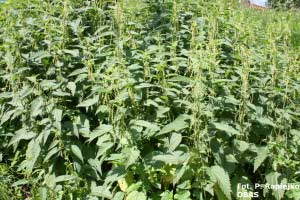 Pokrzywa zwyczajna (Urtica dioica)