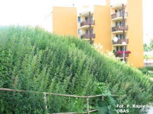Pokrzywa zwyczajna (Urtica dioica)
