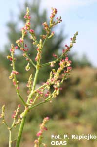 Szczaw zwyczajny (Rumex acetosa) – kwiatostany czerwiec